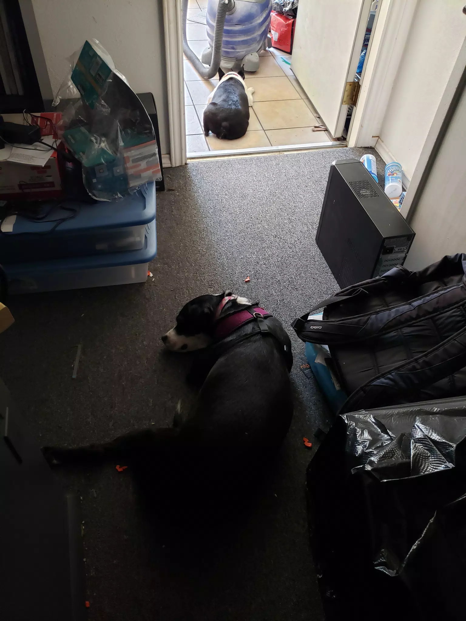 Mia in My office