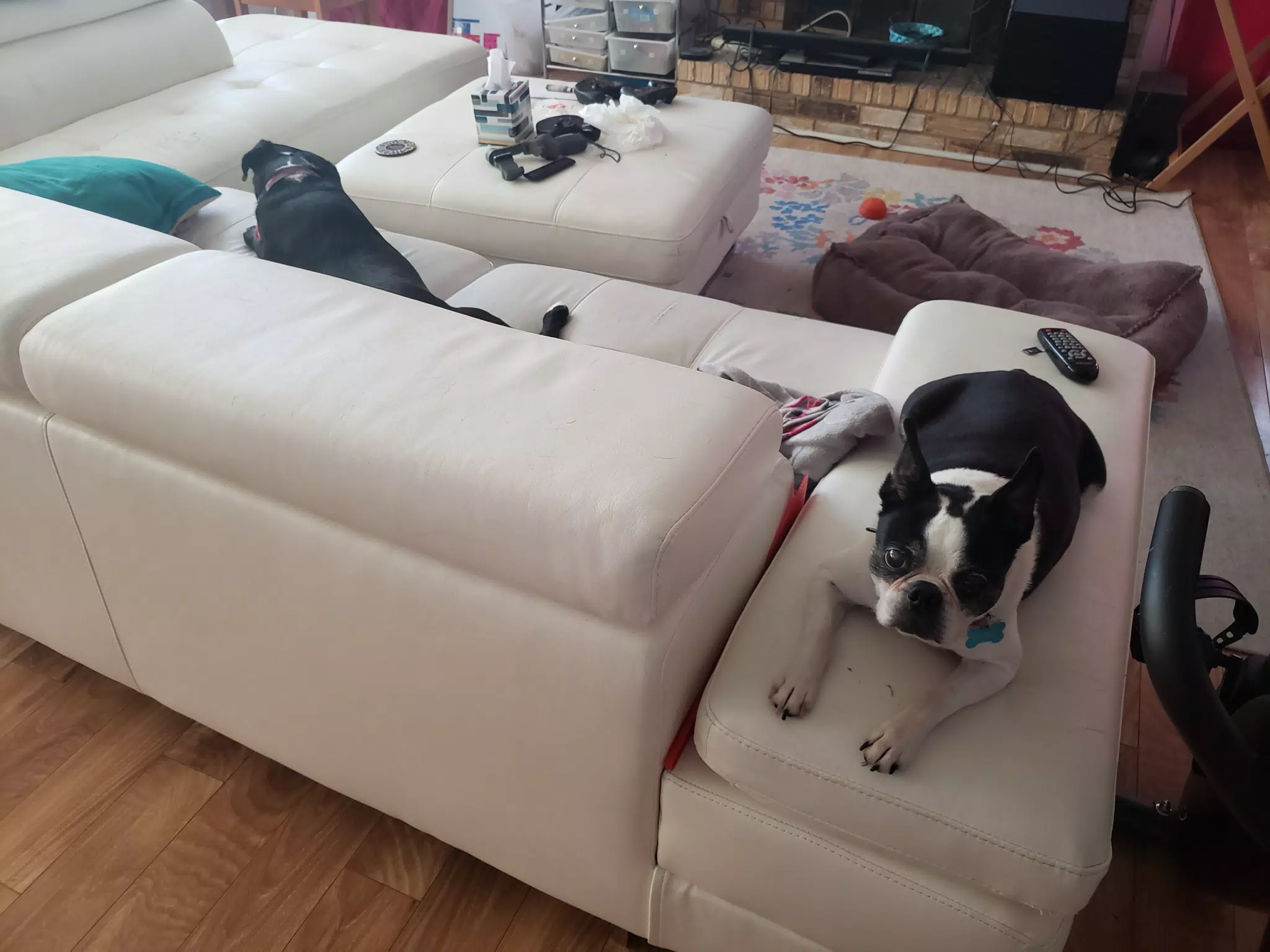 Lula the Boston Terrier on the Couch