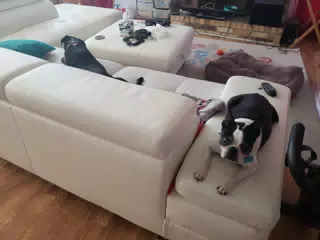 Lula the Boston Terrier on the Couch
