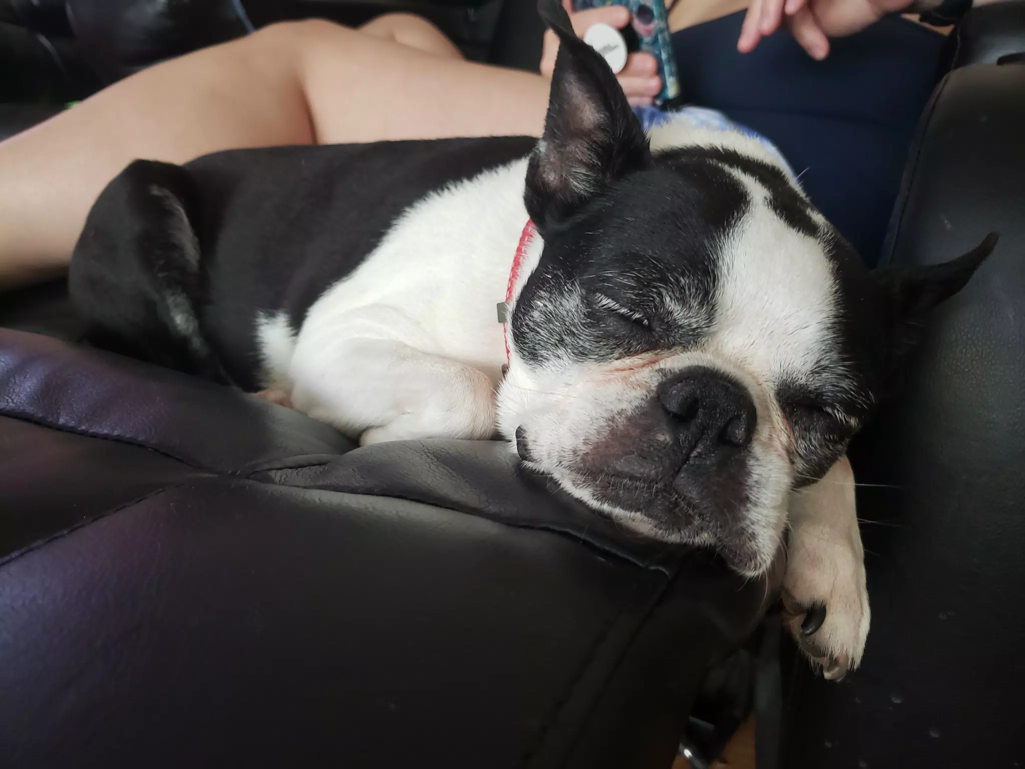 Sleepy Lula, the Boston Terrier