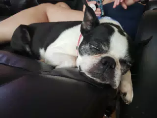 Sleepy Lula, the Boston Terrier
