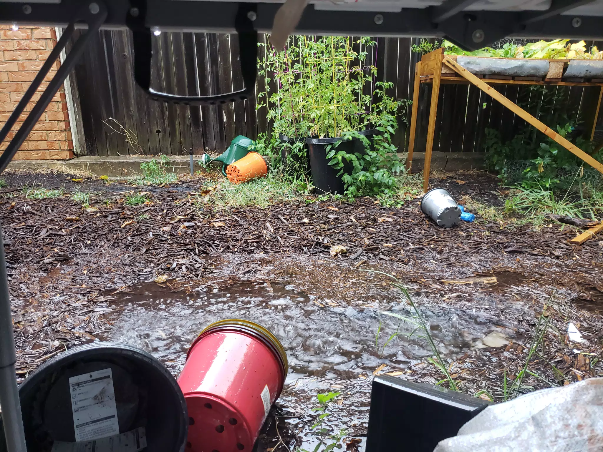 Rain in Back Yard