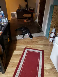 Mia Sleeping on the Landing