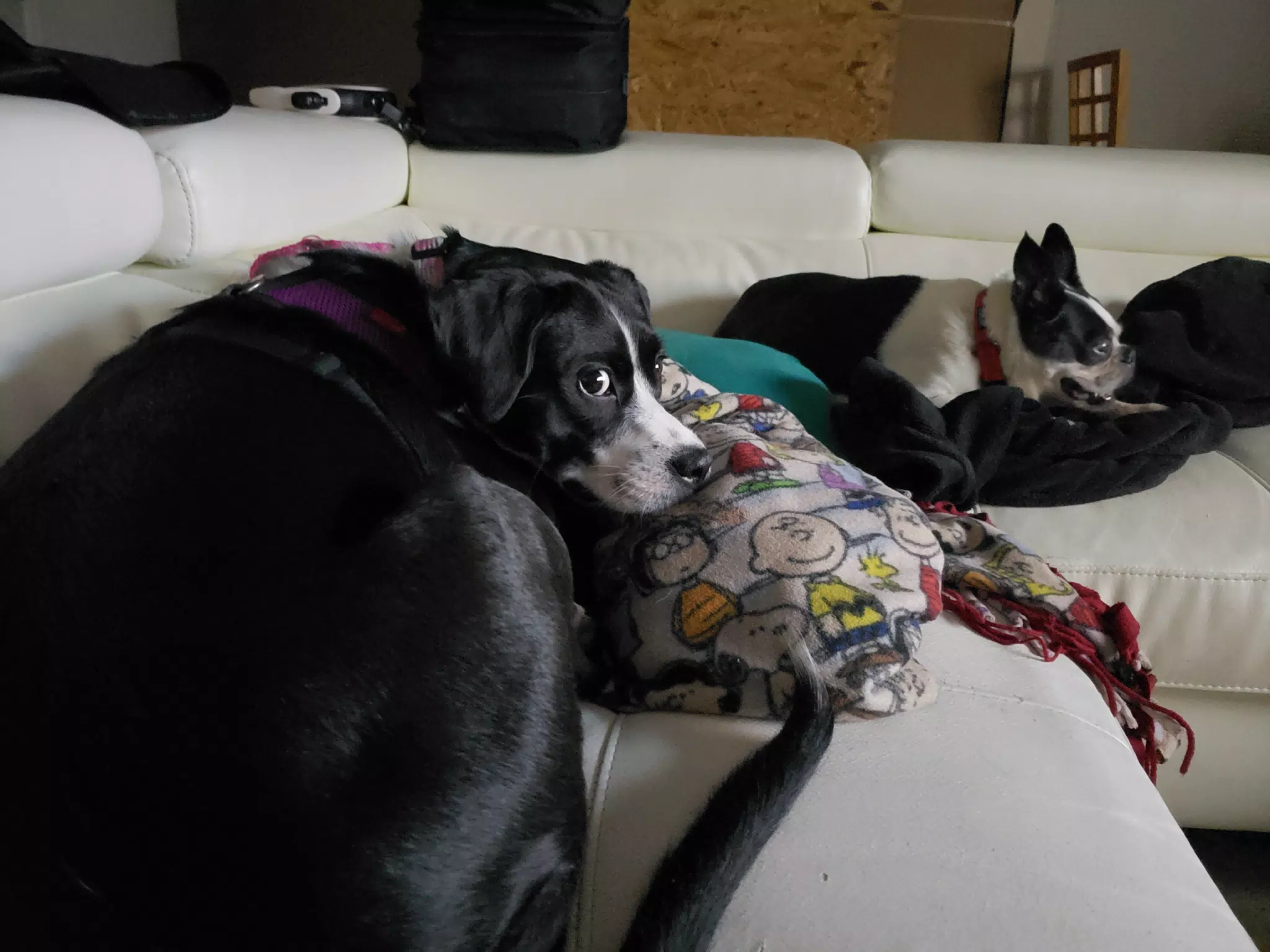 Mia & Lula on the Sofa