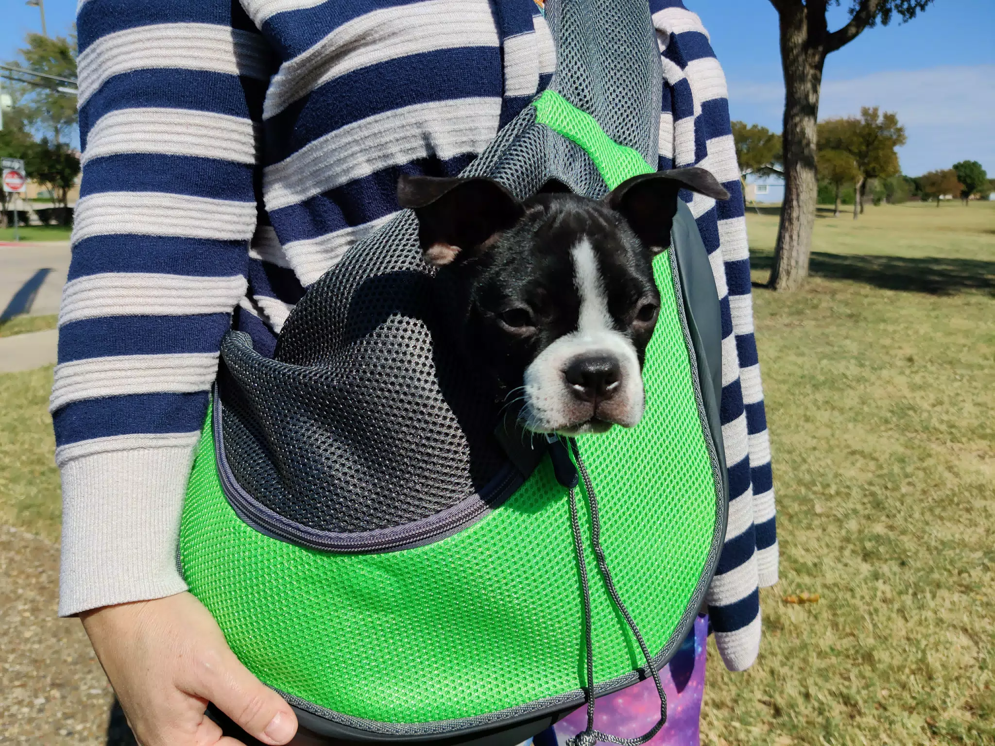 Clive in His Walking Bag