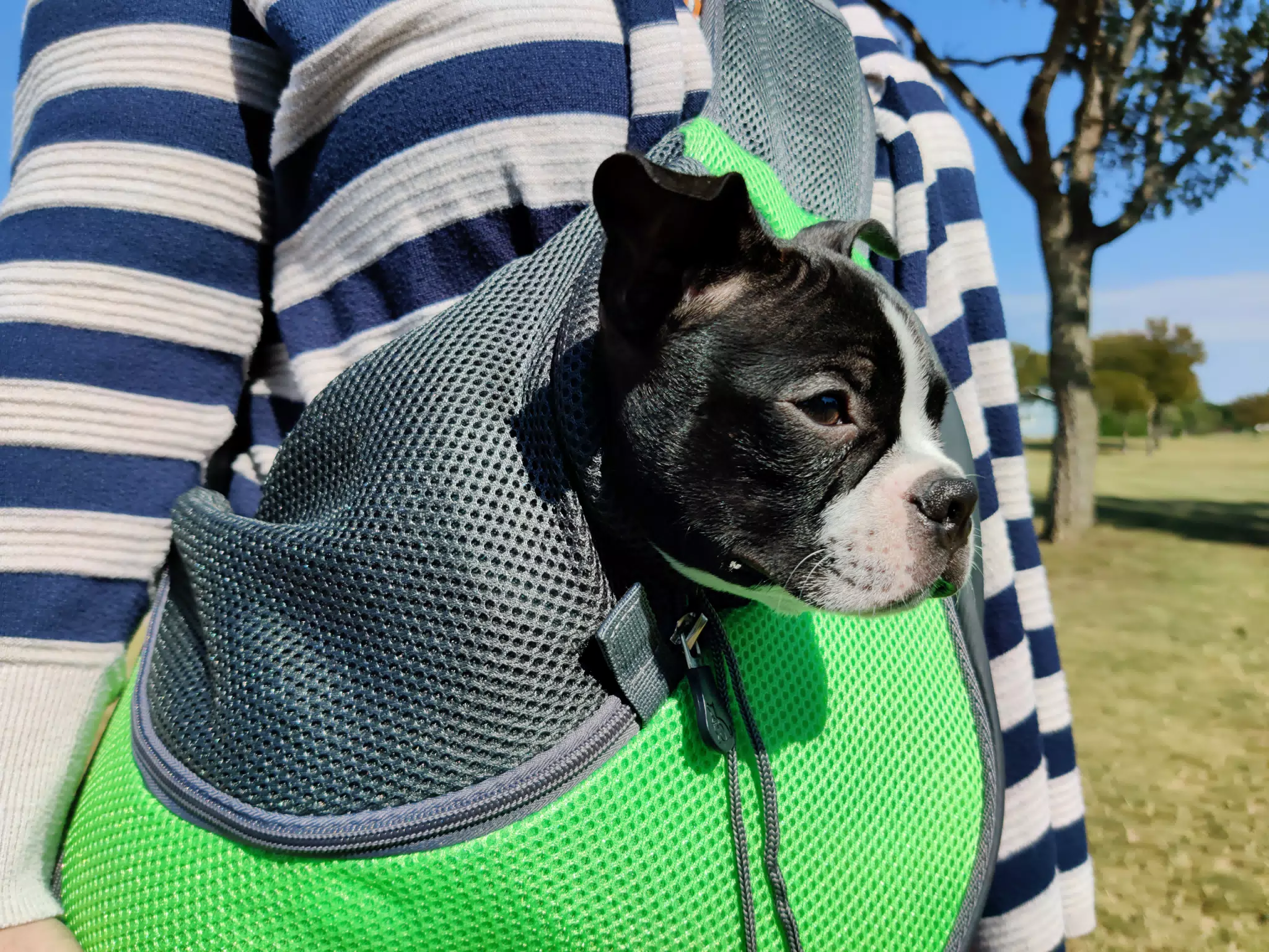 Clive in His Walking Bag