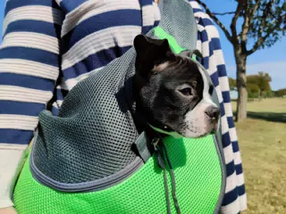 Clive in His Walking Bag