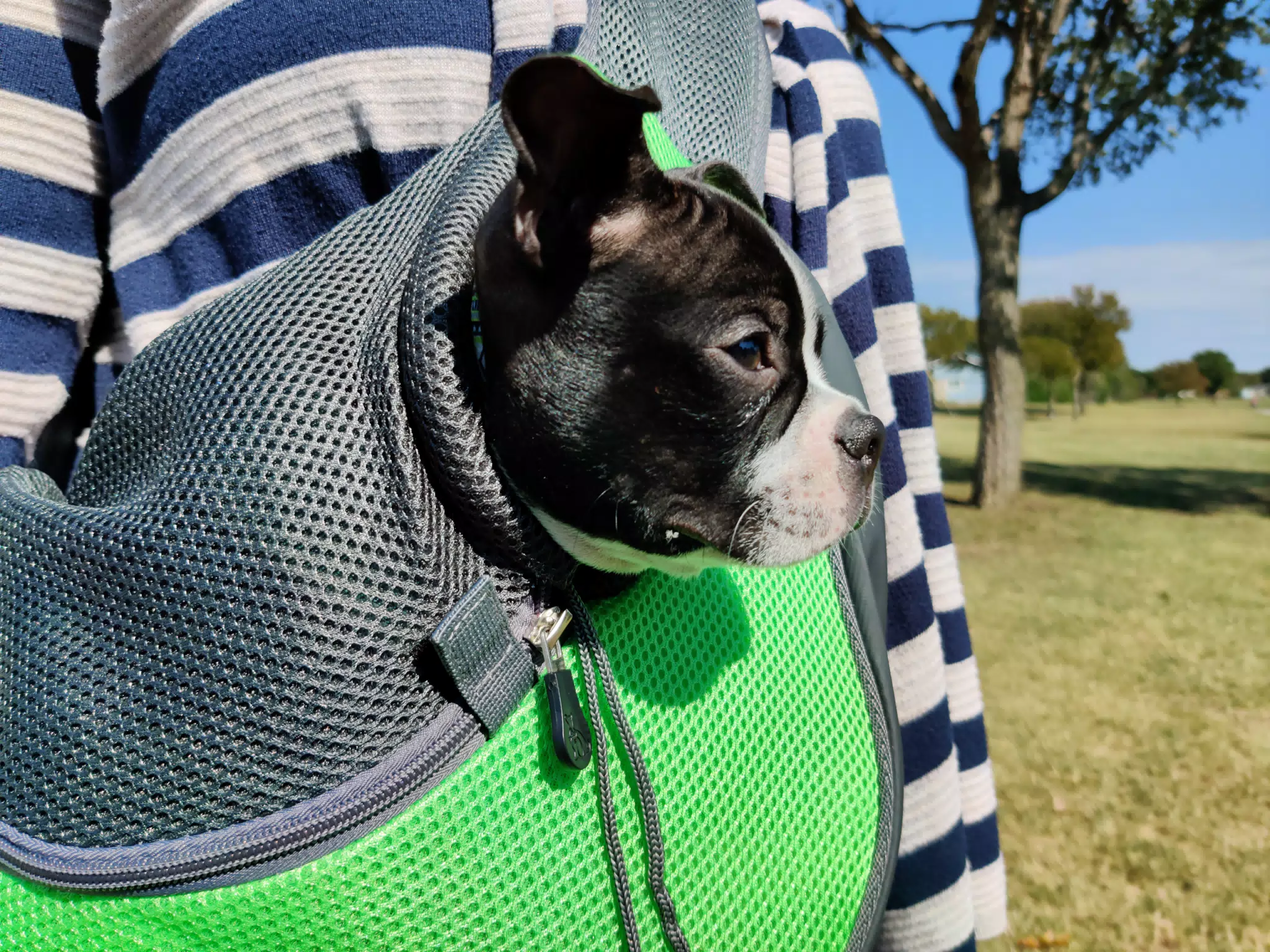 Clive in His Walking Bag