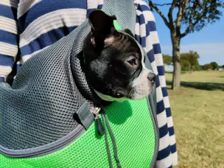 Clive in His Walking Bag