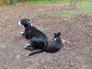 Mia and Clive in the Yard