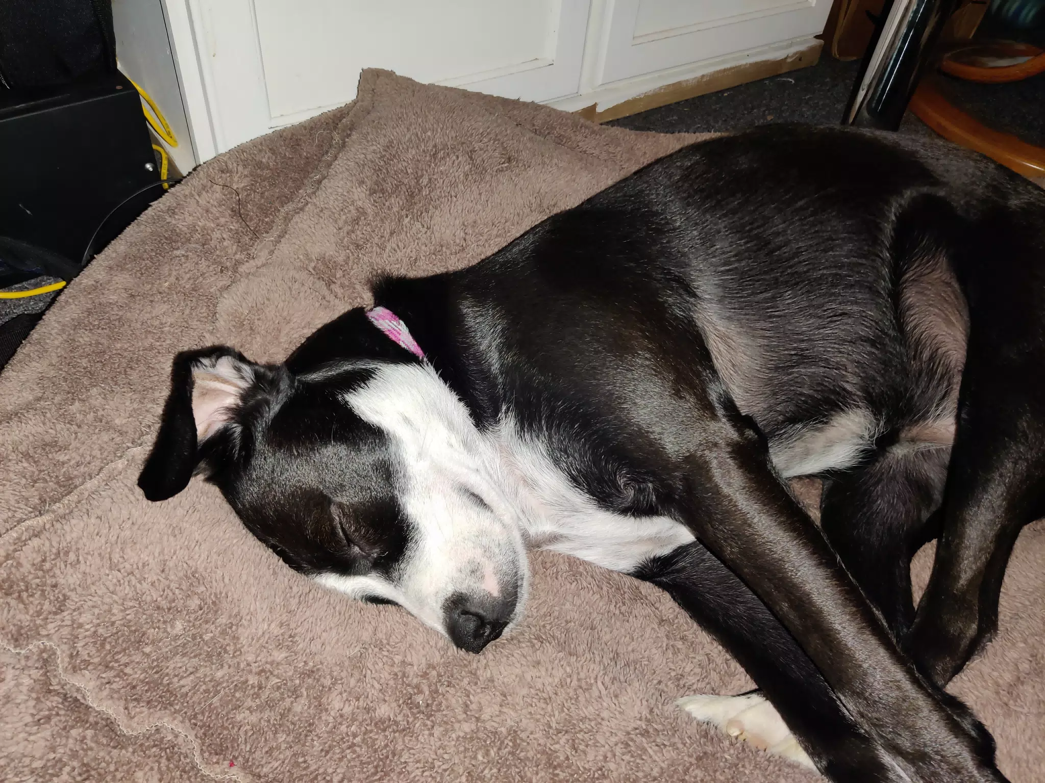 Mia Sleeping in My Office