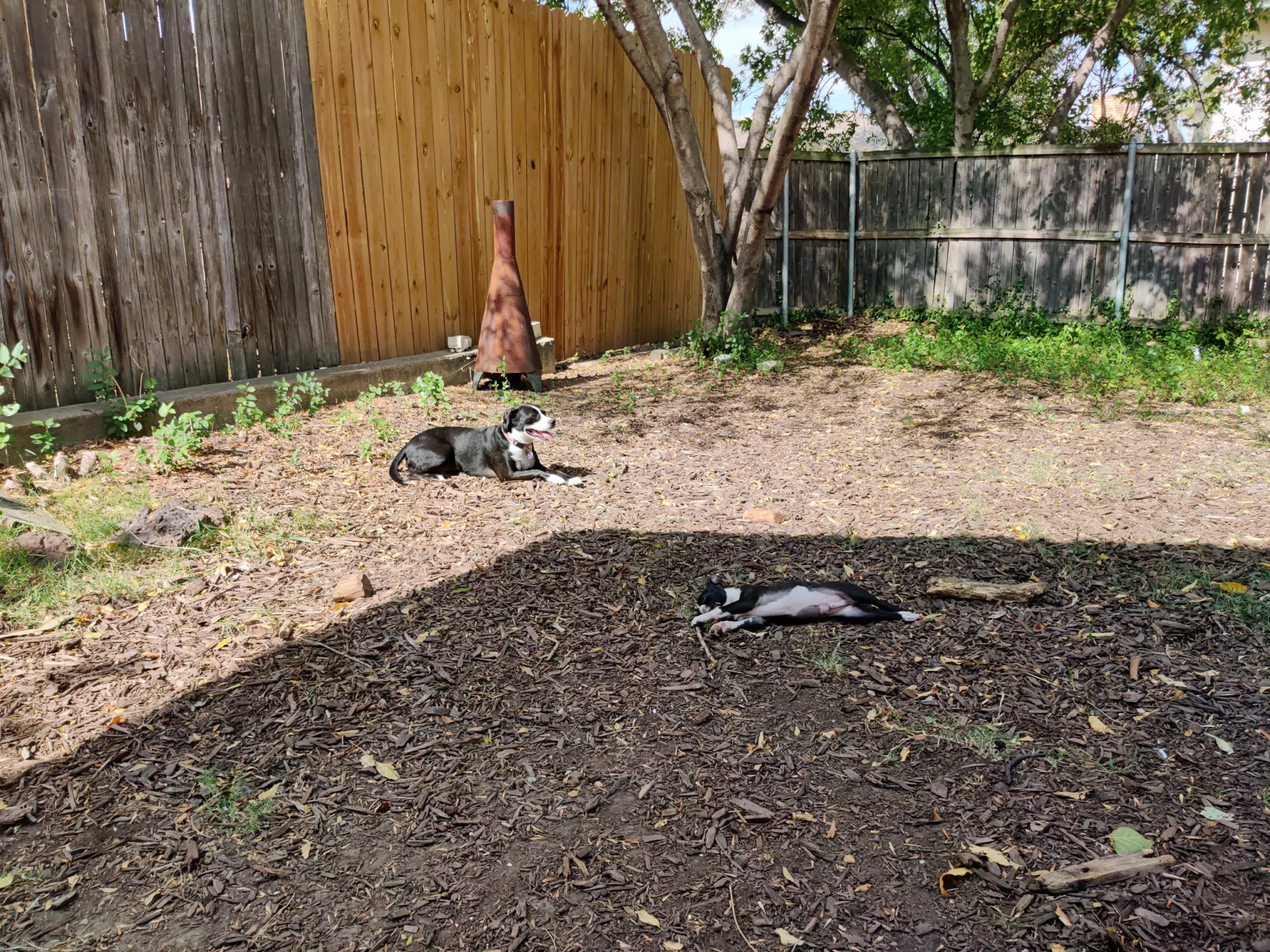 Mia and Clive in Yard