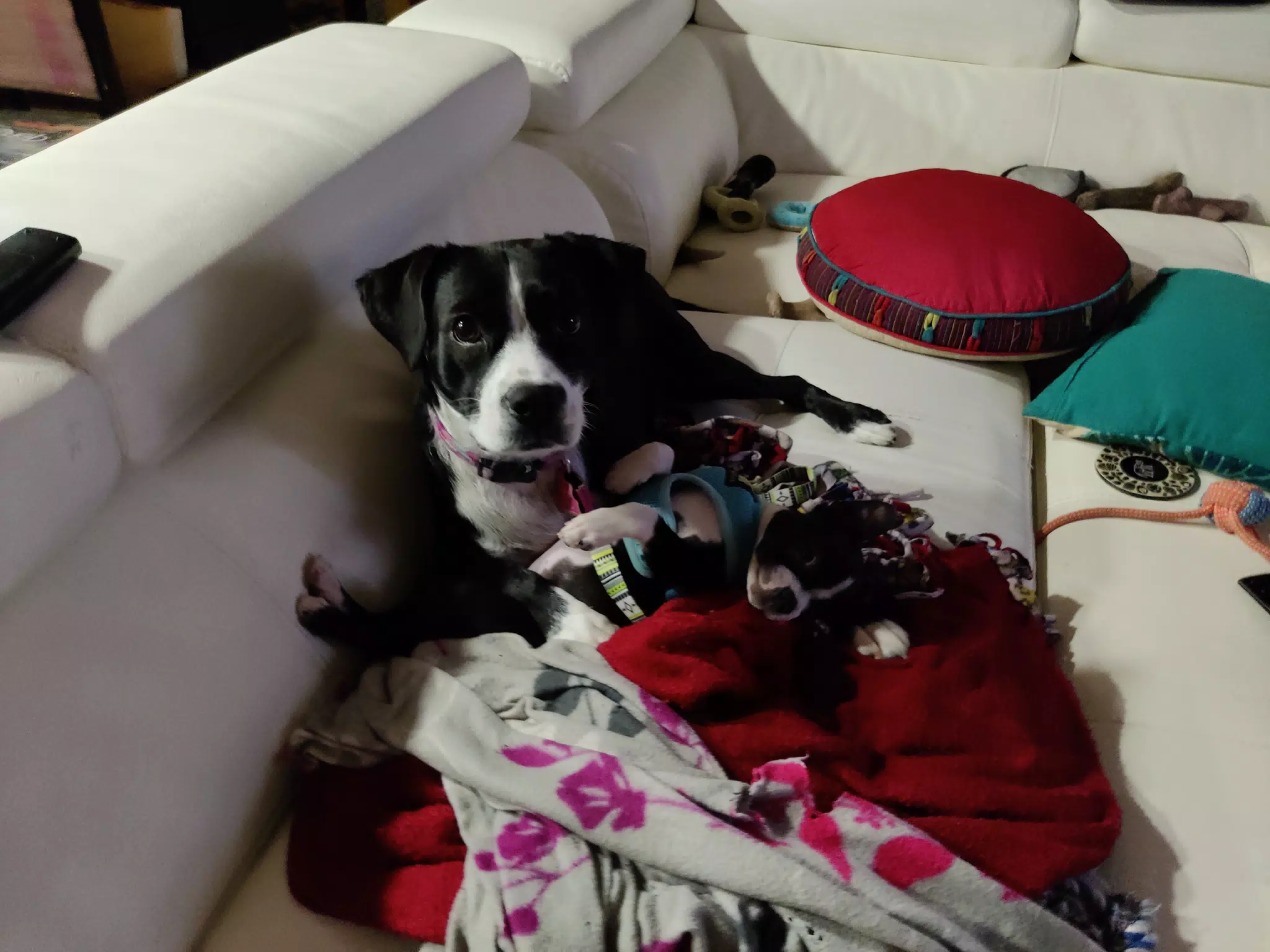 Mia the Blue Heeler & Clive the Baby Boston Terrier Playing on the Sofa