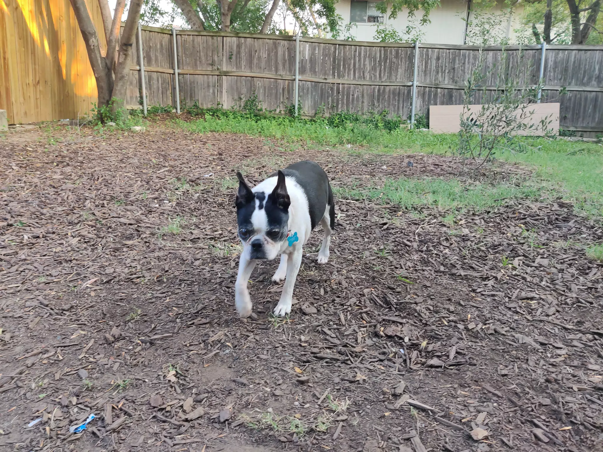 Lula in the Back Yard