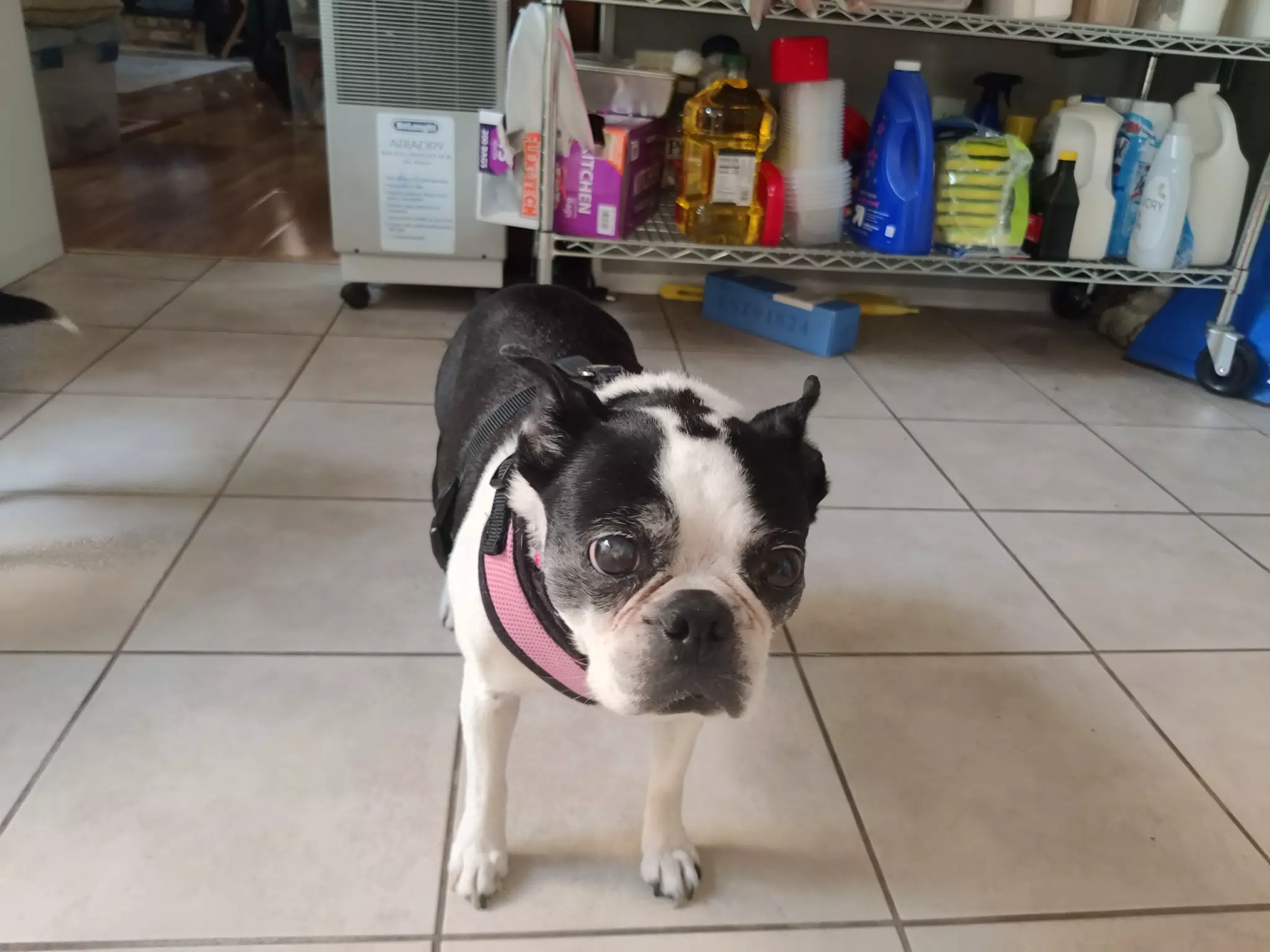 Lula the Boston Terrier in the Kitchen