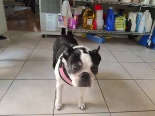 Lula the Boston Terrier in the Kitchen