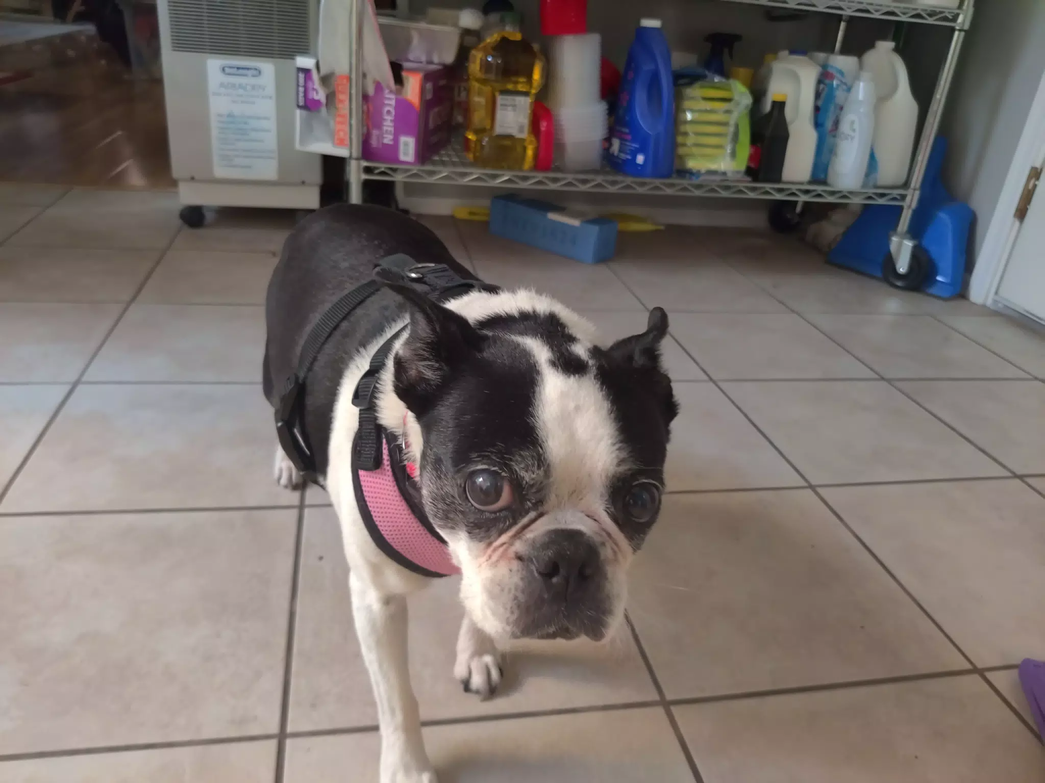 Lula the Boston Terrier in the Kitchen