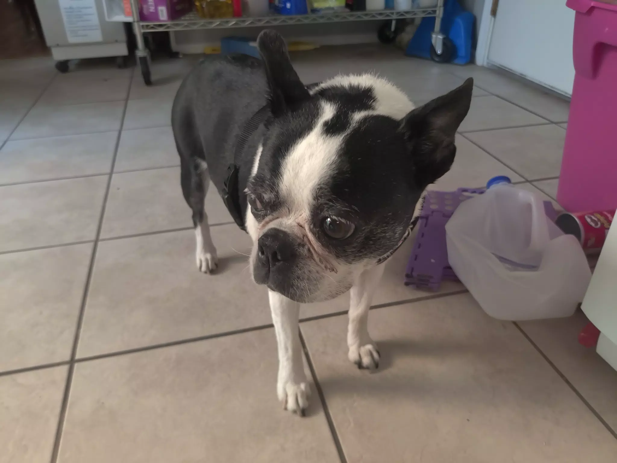 Lula the Boston Terrier in the Kitchen