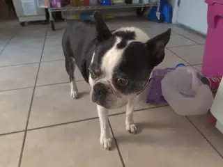 Lula the Boston Terrier in the Kitchen
