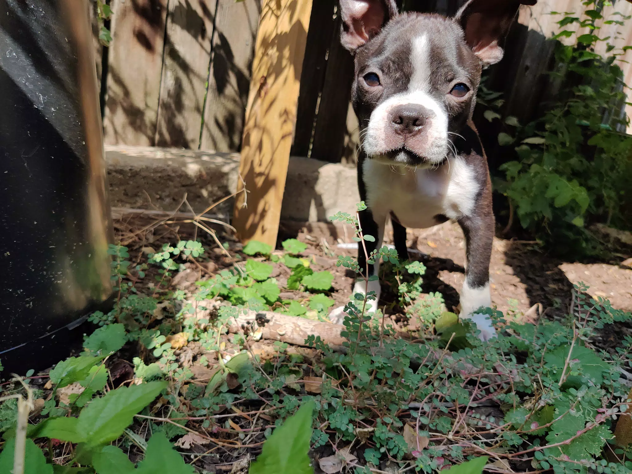 Clive the Boston Terrier Puppy in the Garden