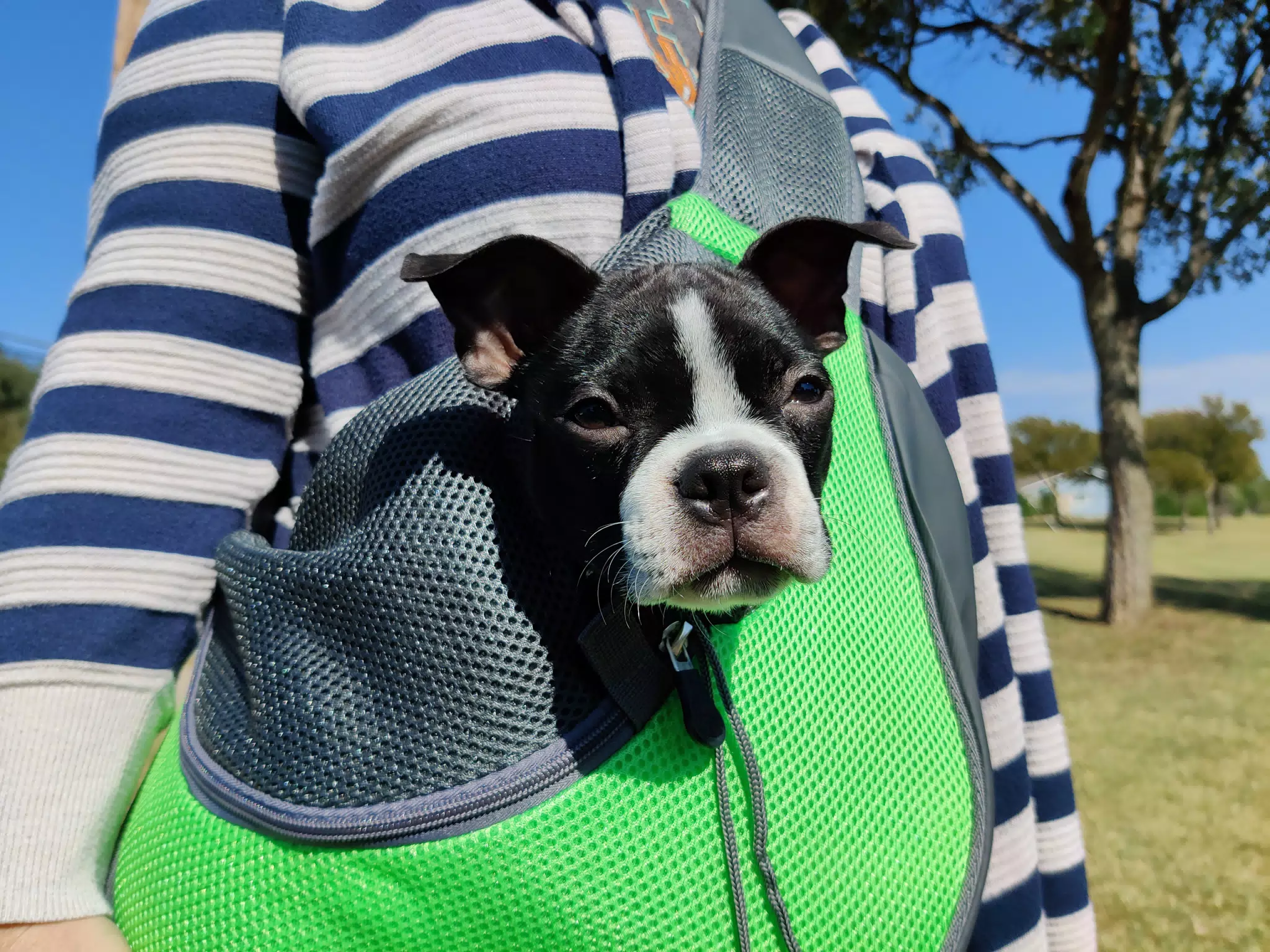 Clive in His Walking Bag