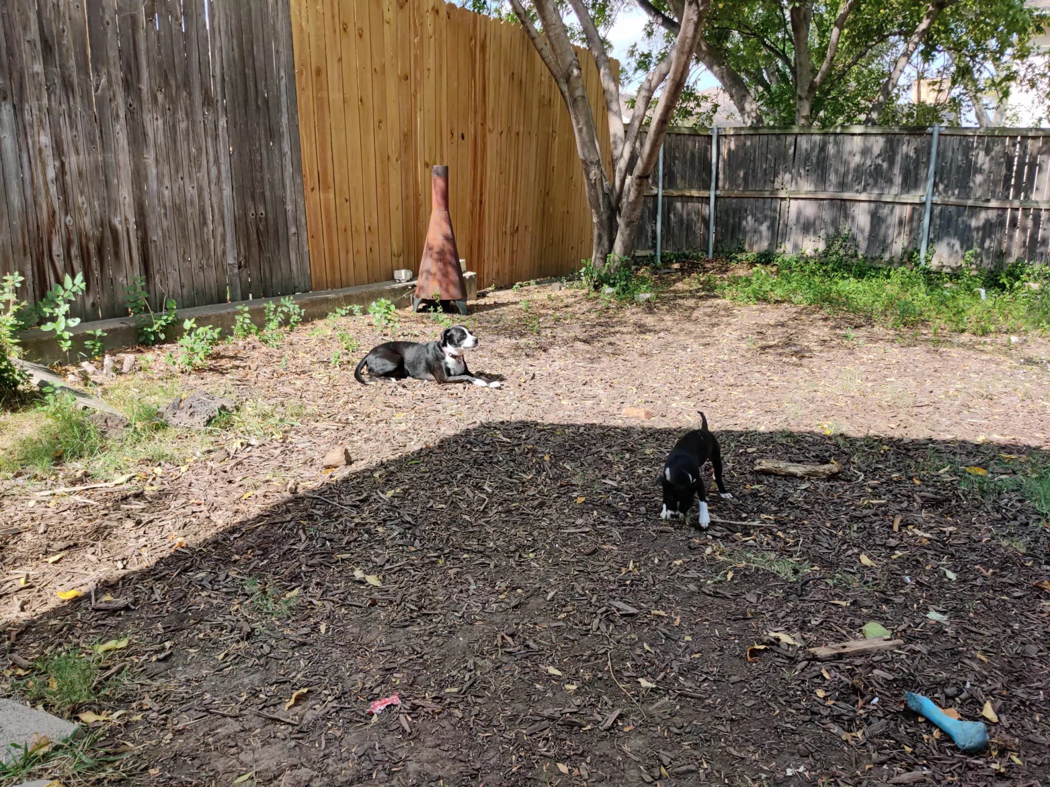 Mia and Clive in Yard
