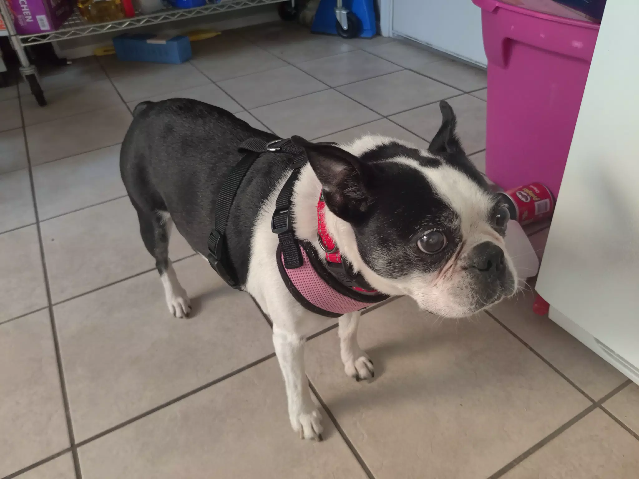 Lula the Boston Terrier in the Kitchen