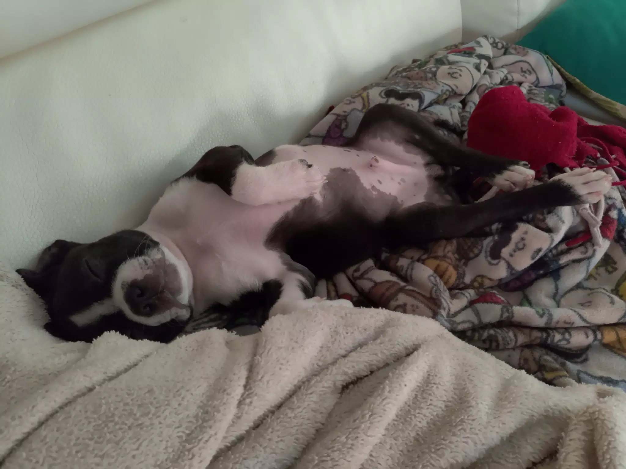 Little Clive the Boston Terrier Puppy Upside Down Sleeping