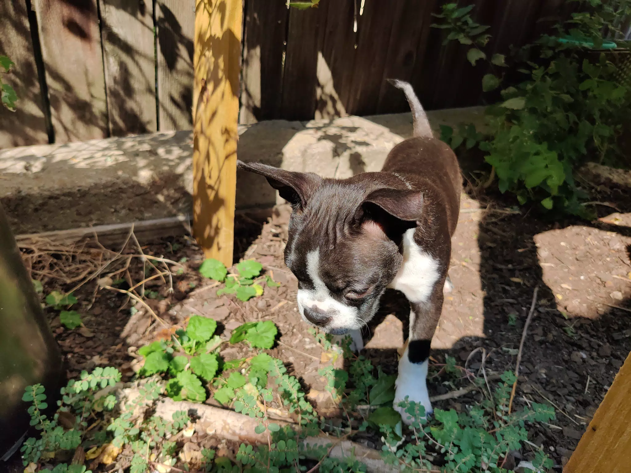 Clive the Boston Terrier Puppy in the Garden