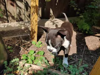Clive the Boston Terrier Puppy in the Garden