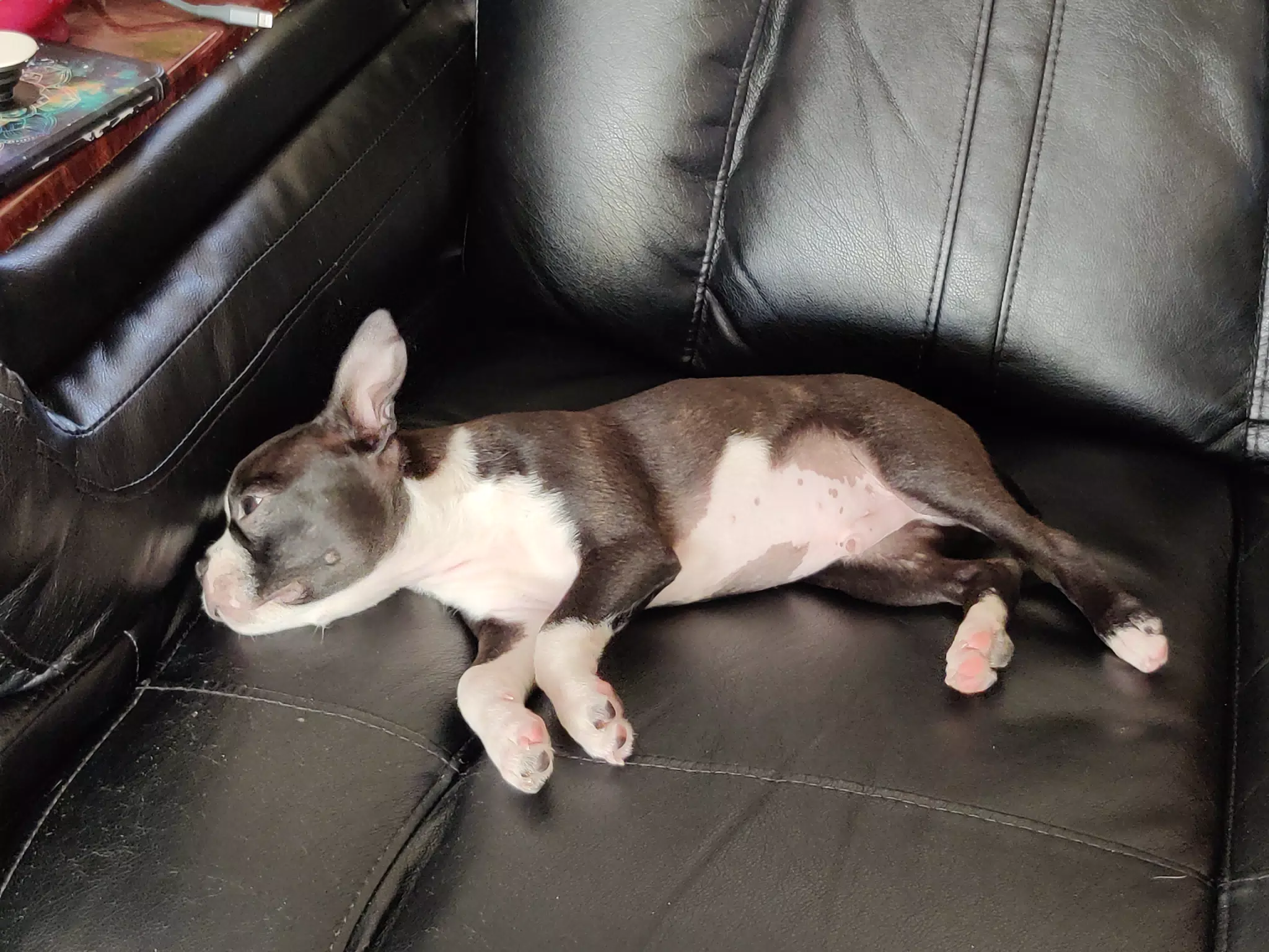 Clive Trying to Sleep on the Couch