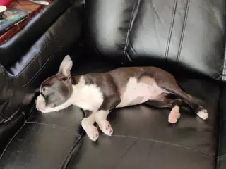 Clive Trying to Sleep on the Couch