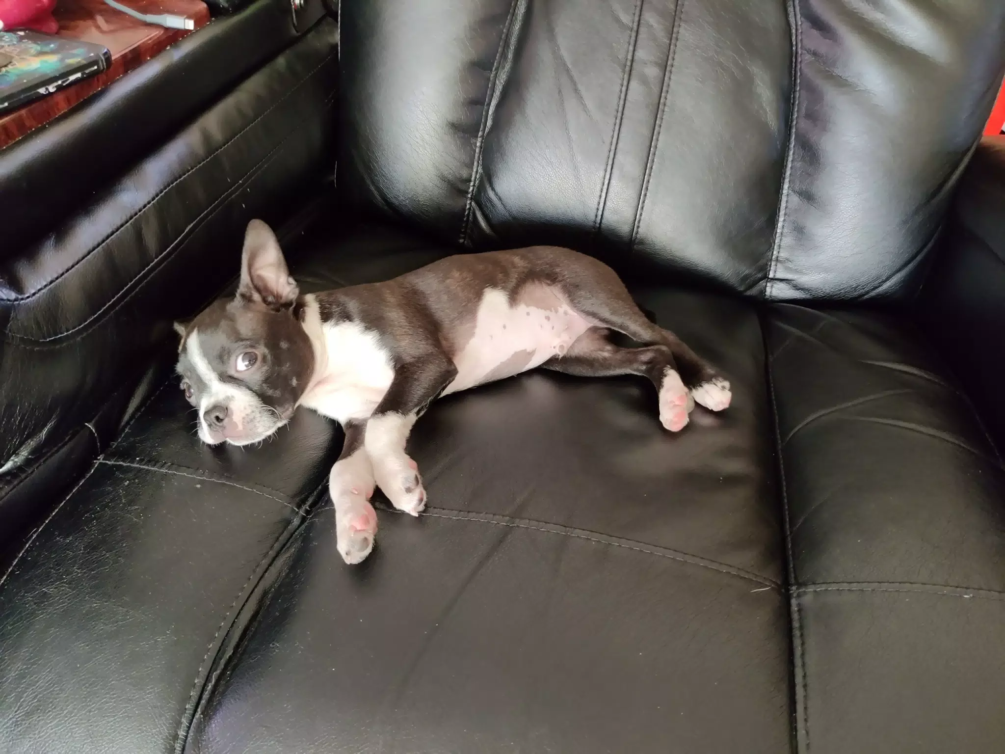 Boston Terrier Puppy Clive Resting on Couch