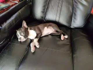 Boston Terrier Puppy Clive Resting on Couch