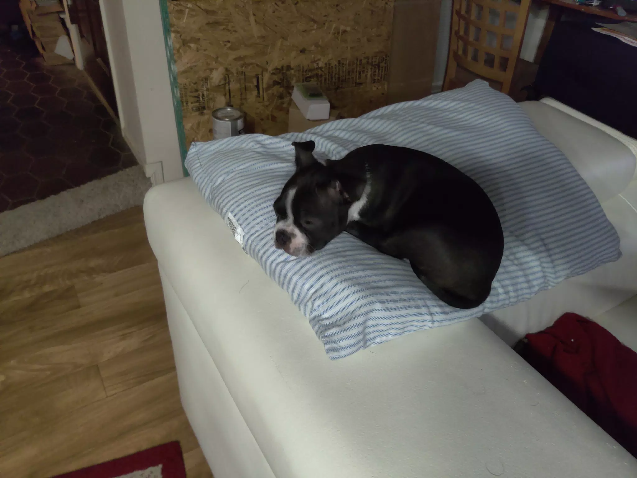 Clive the Boston Terrier Puppy Sleeping on the Back of the Sofa