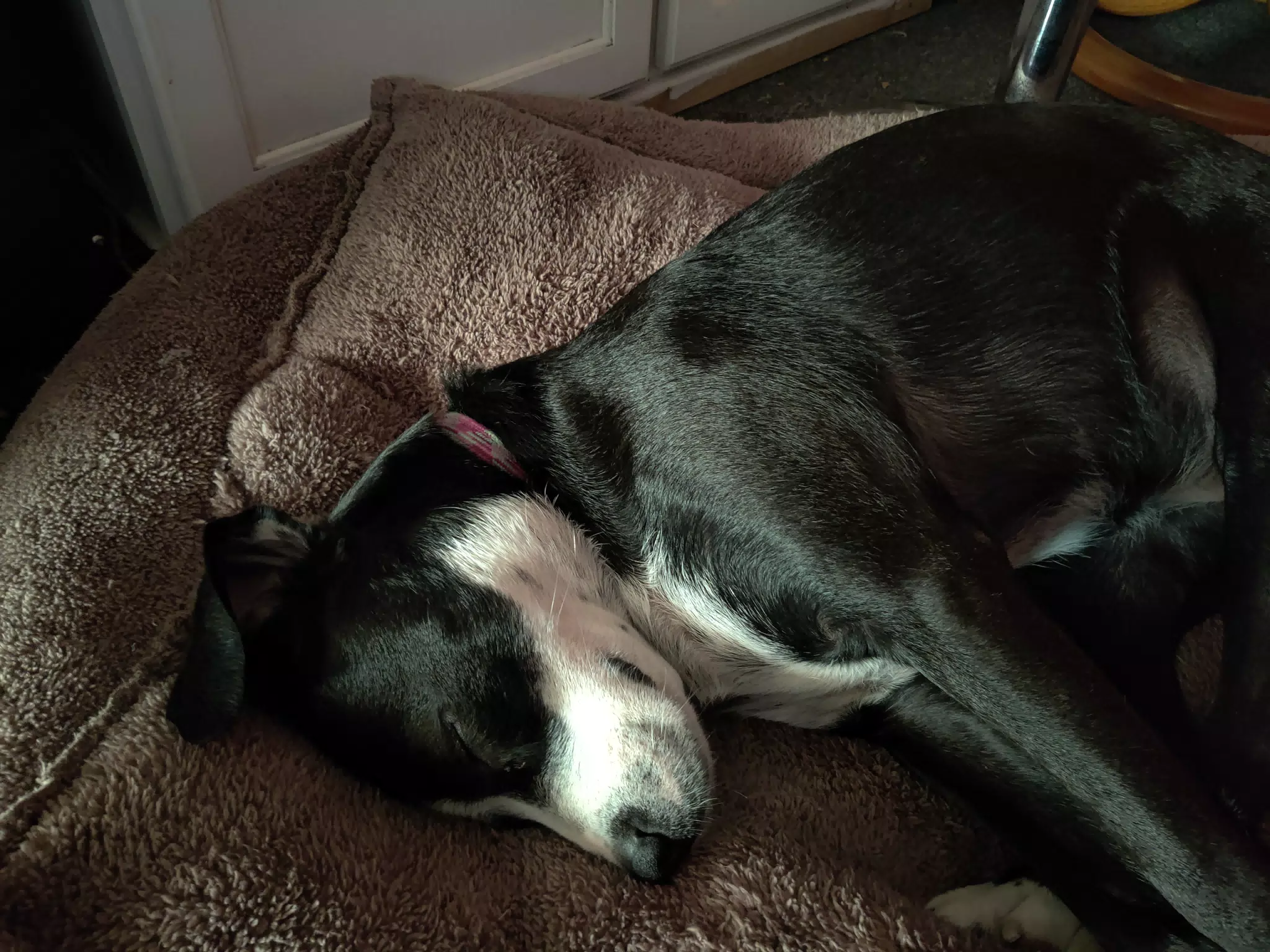 Mia Asleep in My Office