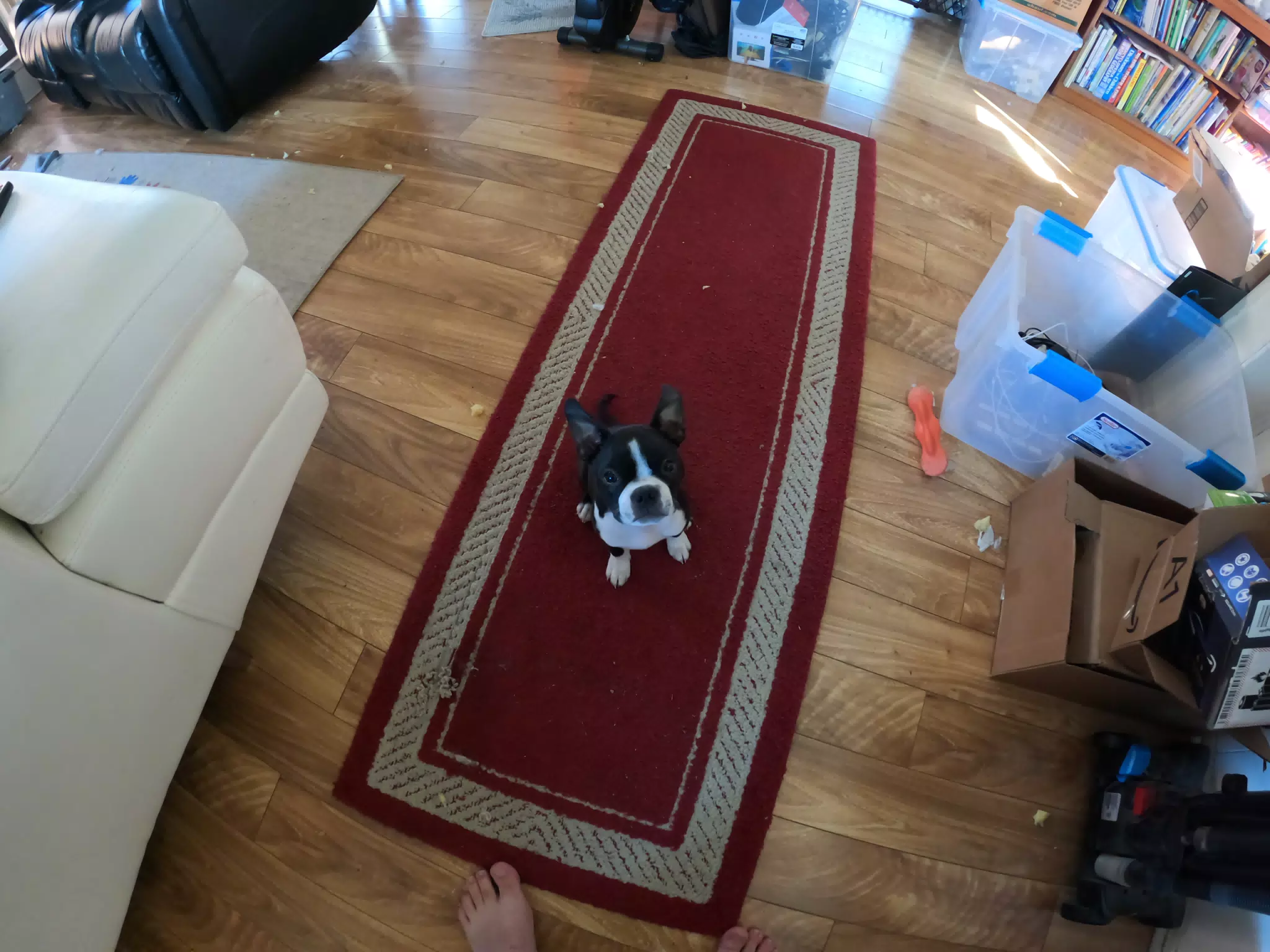Clive on Carpet