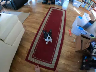 Clive on Carpet