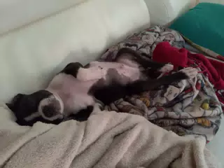 Clive Sleeping on the Sofa