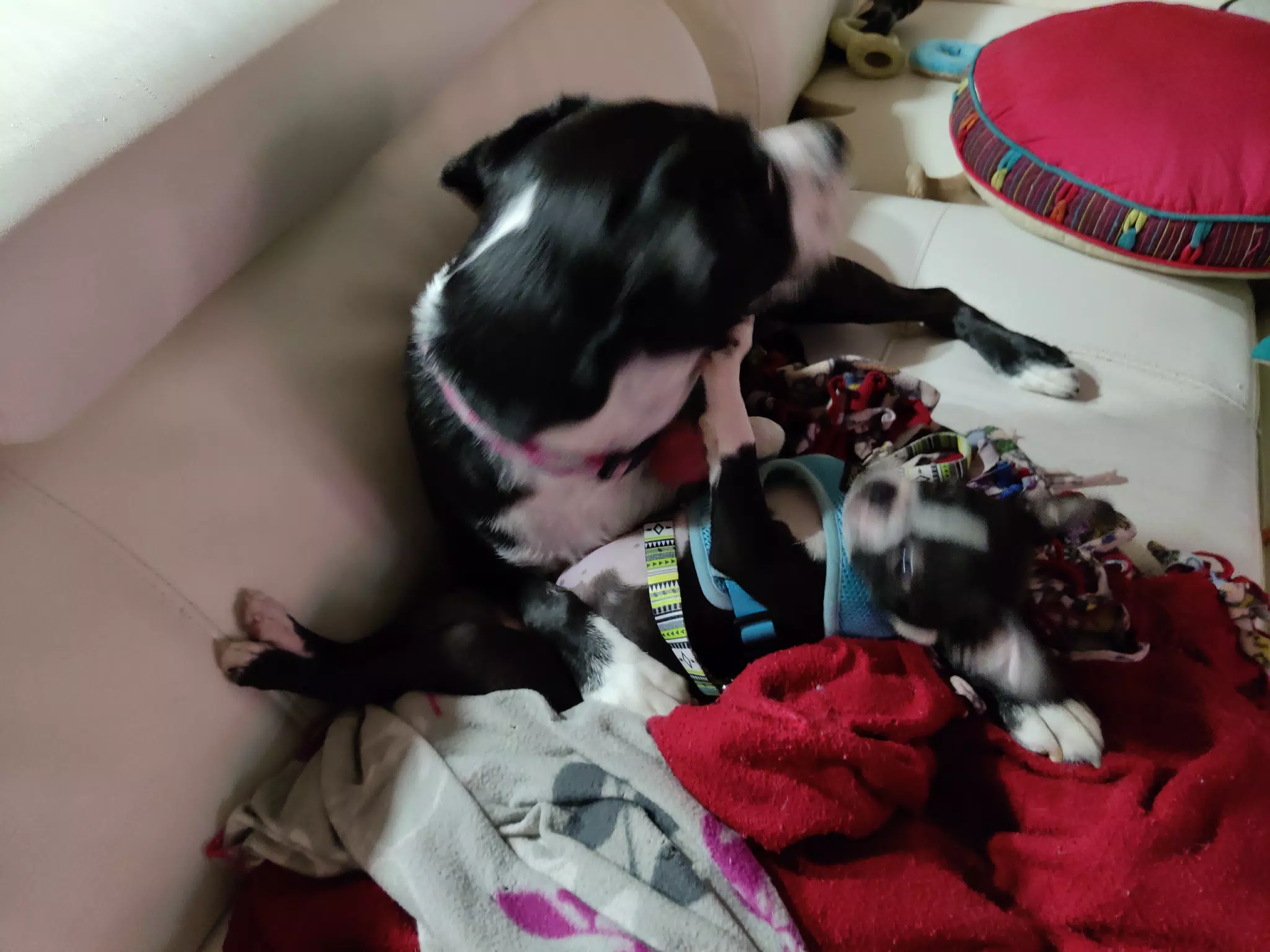 Dogs on Couch