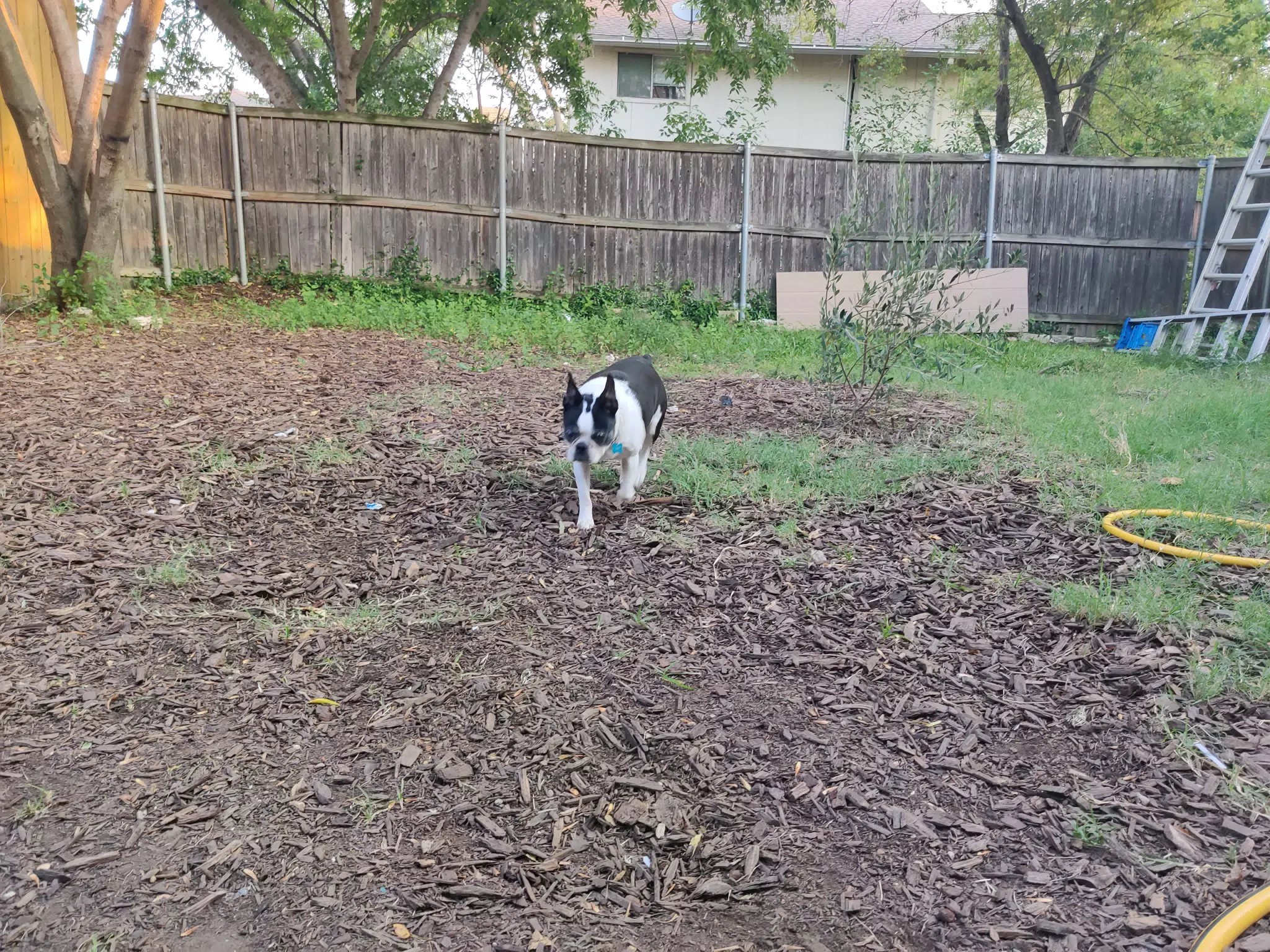 Lula in the Back Yard