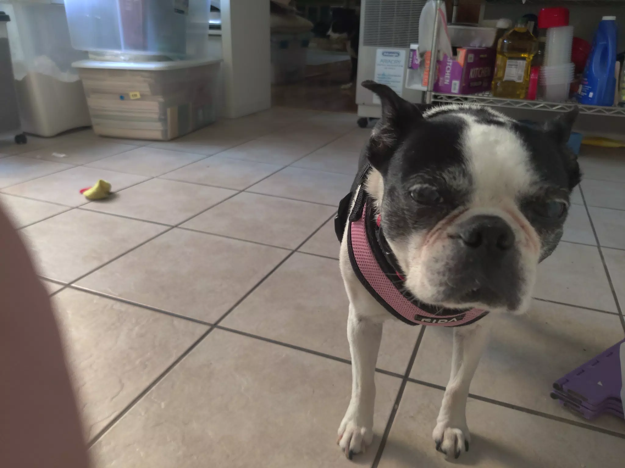 Lula in the Kitchen