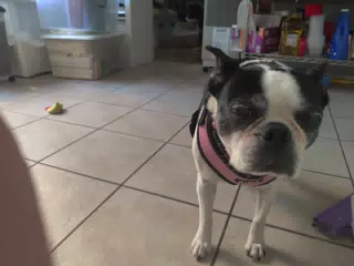 Lula in the Kitchen