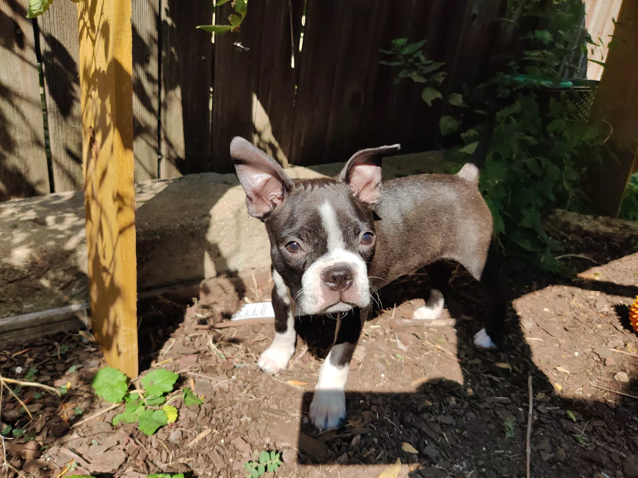 Clive the Boston Terrier Puppy in the Garden