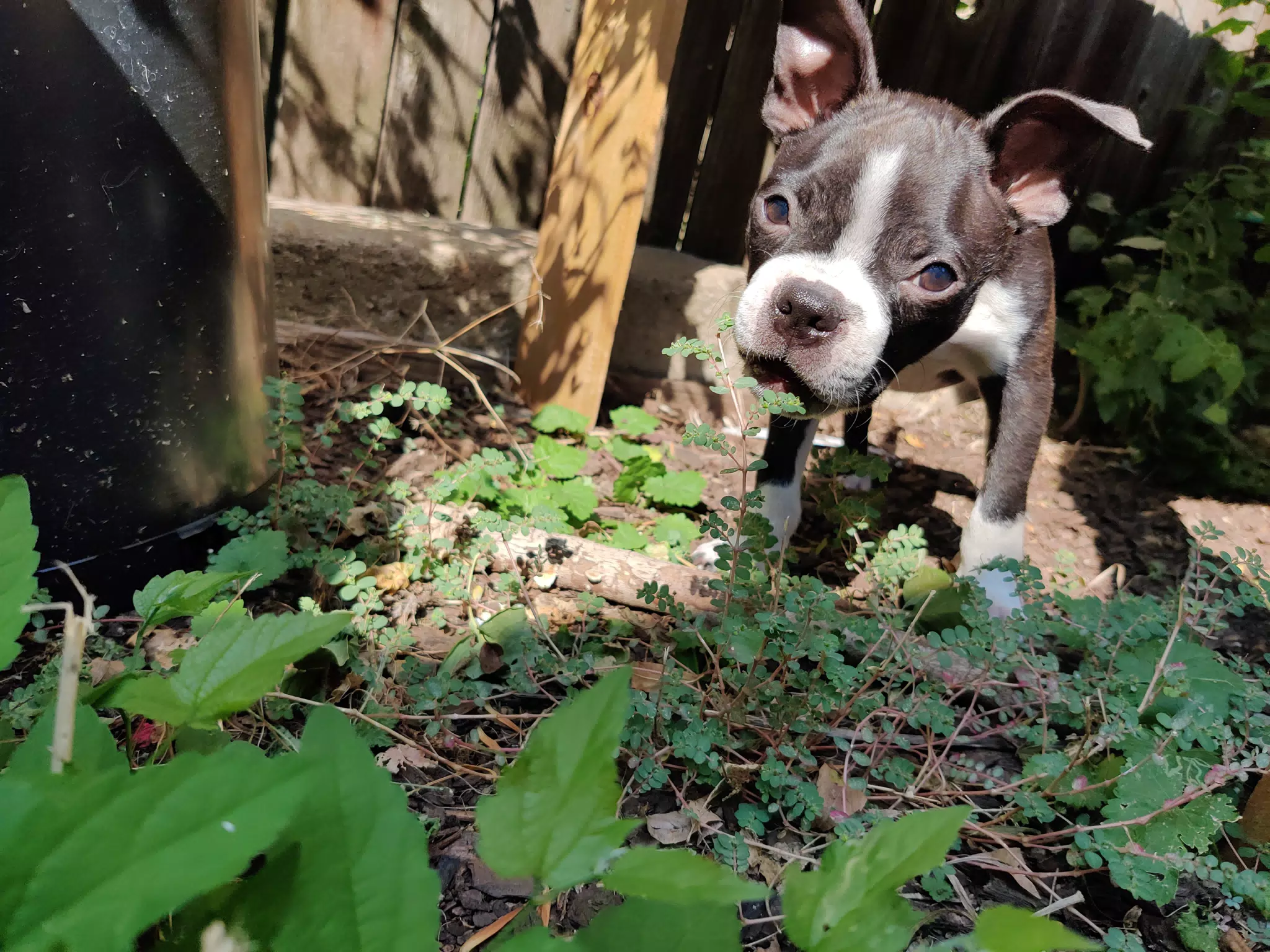Clive the Baby Boston Terrier in the Garden