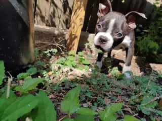 Clive the Baby Boston Terrier in the Garden
