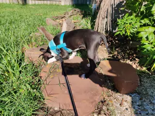 Clive Exploring the Yard