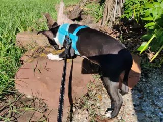 Clive Exporing the Yard in Houston