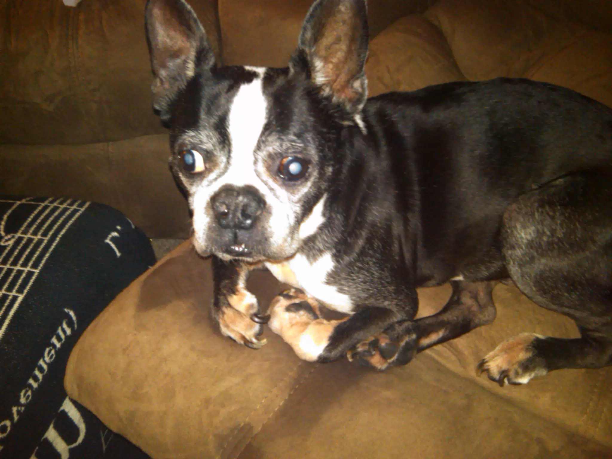 Oreo on Couch