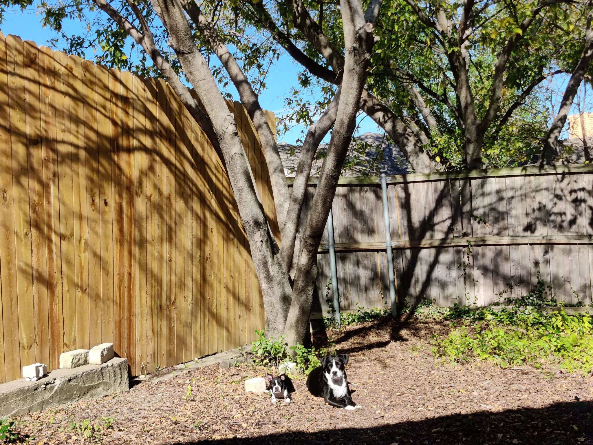 Sunny Day Dogs